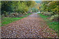 Leafy path in Rownhams Plantation