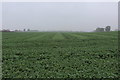 Large Vegetable Crop beside the A19