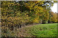 Edge of woodland beside Ryedown Lane