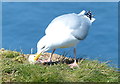 TA2073 : Herring gull with a predated egg by Mat Fascione