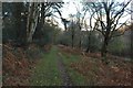 Footpath in Parkgate Wood