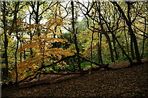 TQ2686 : Hampstead Heath by Peter Trimming
