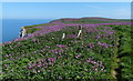 TA1874 : Red Campion next to the Headland Way by Mat Fascione
