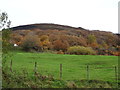 Grazing off Castle Lane