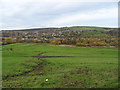 Grazing, Tame Valley