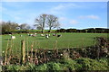 H5369 : Sheep in a field, Bancran by Kenneth  Allen