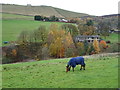 Grazing off Huddersfield Road, Diggle