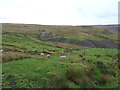 Sheep grazing off Huddersfield Road