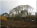 Coed ger Plas Farm / Trees near Plas Farm