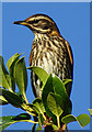 Redwing (Turdus iliacus)