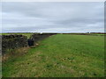 Grazing and stone wall