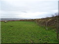 Grazing and bank near Hill Tree Park