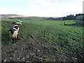 SD8362 : Sheep in a field between Gill Lane and Lambert Lane by Christine Johnstone
