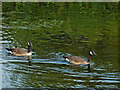 Canada geese near Birstall Lock in Leicestershire