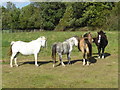 Horses with nothing much to do - West Malling, Kent