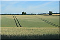 TM1636 : Wheat field by N Chadwick
