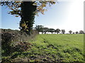 TL9991 : Hedgerow at Grange Farm by Adrian S Pye