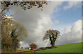 Trees below Duncombe Cross