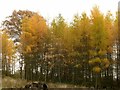 Autumn larches in Beauvale woods