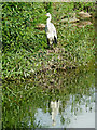 Riverside heron near Thurmaston, Leicestershire