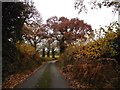 Autumn on Littledown Lane