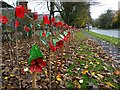 Remembrance poppies