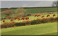 SX7446 : Cattle near Ledstone by Derek Harper