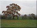 Autumnal oak