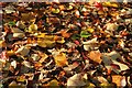 Autumnal leaves at Sheffield Park