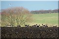 Deer Near Little Tawney Hall