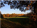 Field and woodland near Poplars Farm