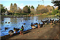 Overcrowding at the Pond