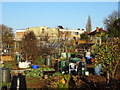 Nottingham Road Allotments