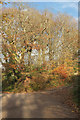 Trees in autumn, Keynedon Barton