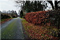 Rustic hedge along Tormore Road