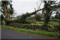 Fallen tree along Arvalee Road