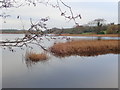 Reedy island in Ballydugan Lake