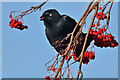 A jackdaw with a rowan berry