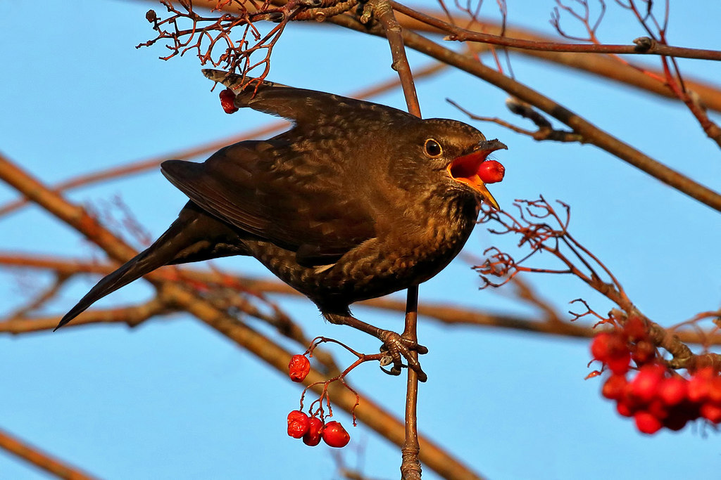A Female Blackbird Feeding On Rowan © Walter Baxter Cc By Sa20