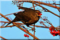 A female blackbird feeding on rowan berries