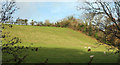 Sheep pasture near Stancombe