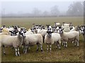 Sheep in field near Lower Dunsforth