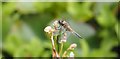 TL8193 : Four-spotted Chaser by David Pashley