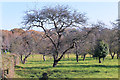 Orchard at Bigfrith