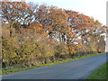 Autumn trees on the east side of Well Lane