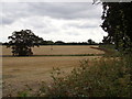 TM3568 : Fields off Rendham Road by Geographer