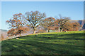 Field with four trees