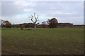 Countryside North of Tadcaster (2)