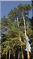 Pines, Copthorne Hotel Effingham Park