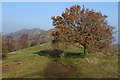 SO7640 : Oak tree on the Malvern Hills by Philip Halling
